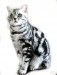 3902719-britska-whiskas-kotatka--28silver-spotted-blotched-tabby-29-17